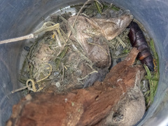 Chelepteryx chalepteryx