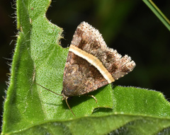 Ozarba abscissa