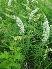 Lysimachia barystachys