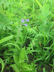 Scutellaria tuminensis