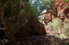Ficus virens virens