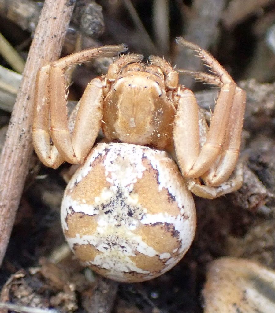 Xysticus apachecus