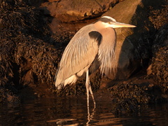 Ardea herodias