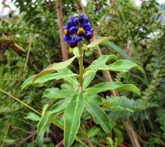 Monnina phillyreoides