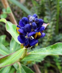 Monnina phillyreoides