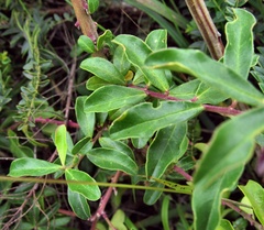 Monnina phillyreoides