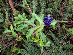 Monnina phillyreoides