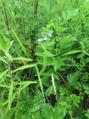 Scutellaria tuminensis