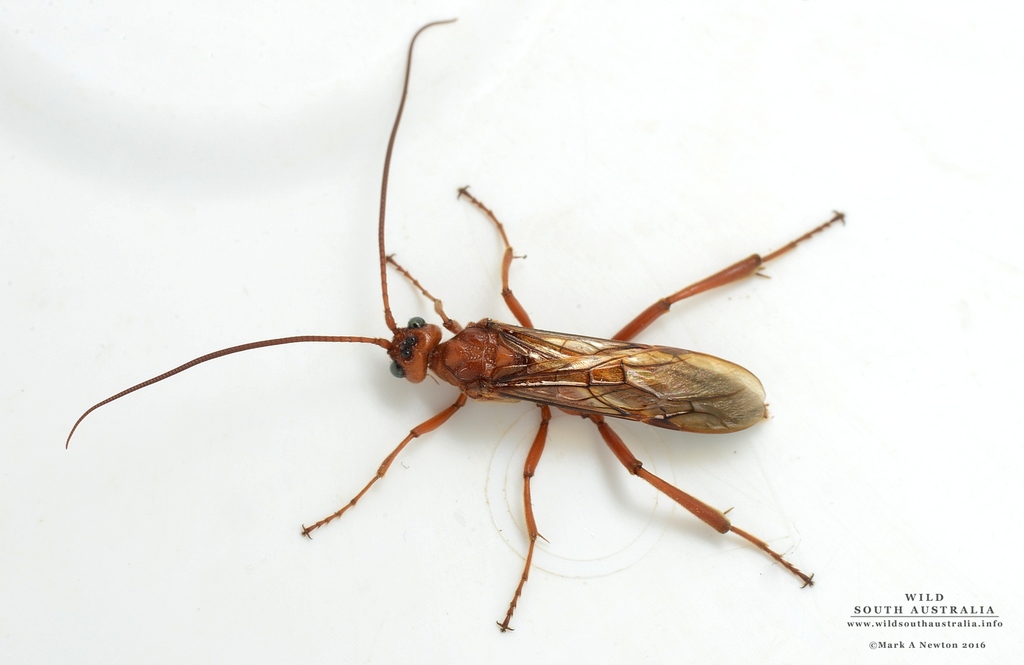 Trachypetinae