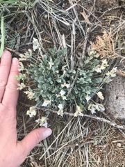 Astragalus calycosus calycosus