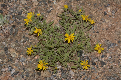 Image of Heterotheca pumila by (c) Brian Finzel, some rights reserved (CC BY-SA)