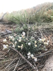 Astragalus calycosus calycosus