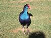 Southwestern Australian Swamphen - Photo (c) Harvey Perkins, some rights reserved (CC BY-NC), uploaded by Harvey Perkins