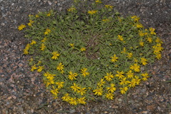 Heterotheca pumila