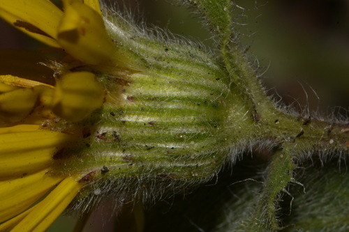 Image of Heterotheca pumila by (c) Brian Finzel, some rights reserved (CC BY-SA)