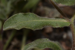 Heterotheca pumila