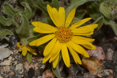 Heterotheca pumila