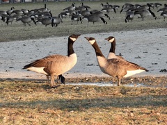 Branta canadensis