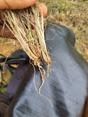 Eragrostis cylindriflora