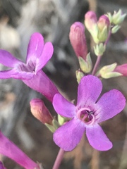 Penstemon confusus