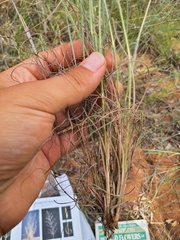Eragrostis cylindriflora