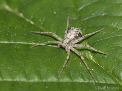 Philodromus marxi