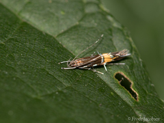 Cosmopterix pulchrimella