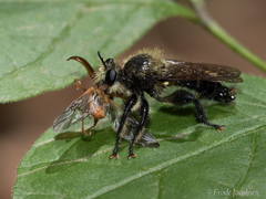 Laphria flavicollis