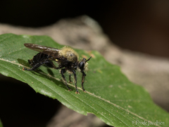 Laphria flavicollis