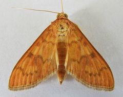 Psara dryalis