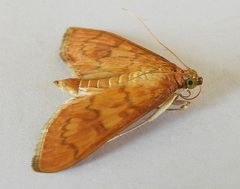 Psara dryalis