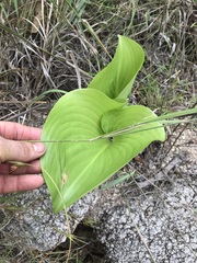 Proiphys amboinensis