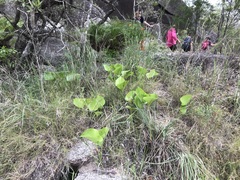 Proiphys amboinensis