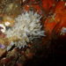 Rowella tubulosa - Photo (c) Clinton Duffy, some rights reserved (CC BY-NC), uploaded by Clinton Duffy