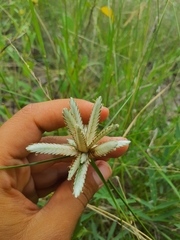 Cyperus margaritaceus