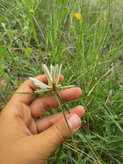 Cyperus margaritaceus