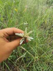 Cyperus margaritaceus