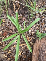 Raphionacme velutina