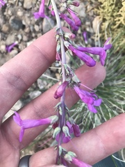 Penstemon confusus