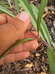 Raphionacme velutina