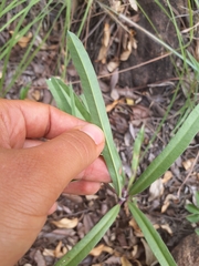 Raphionacme velutina
