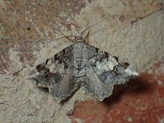 Macaria granitata