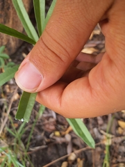 Raphionacme velutina