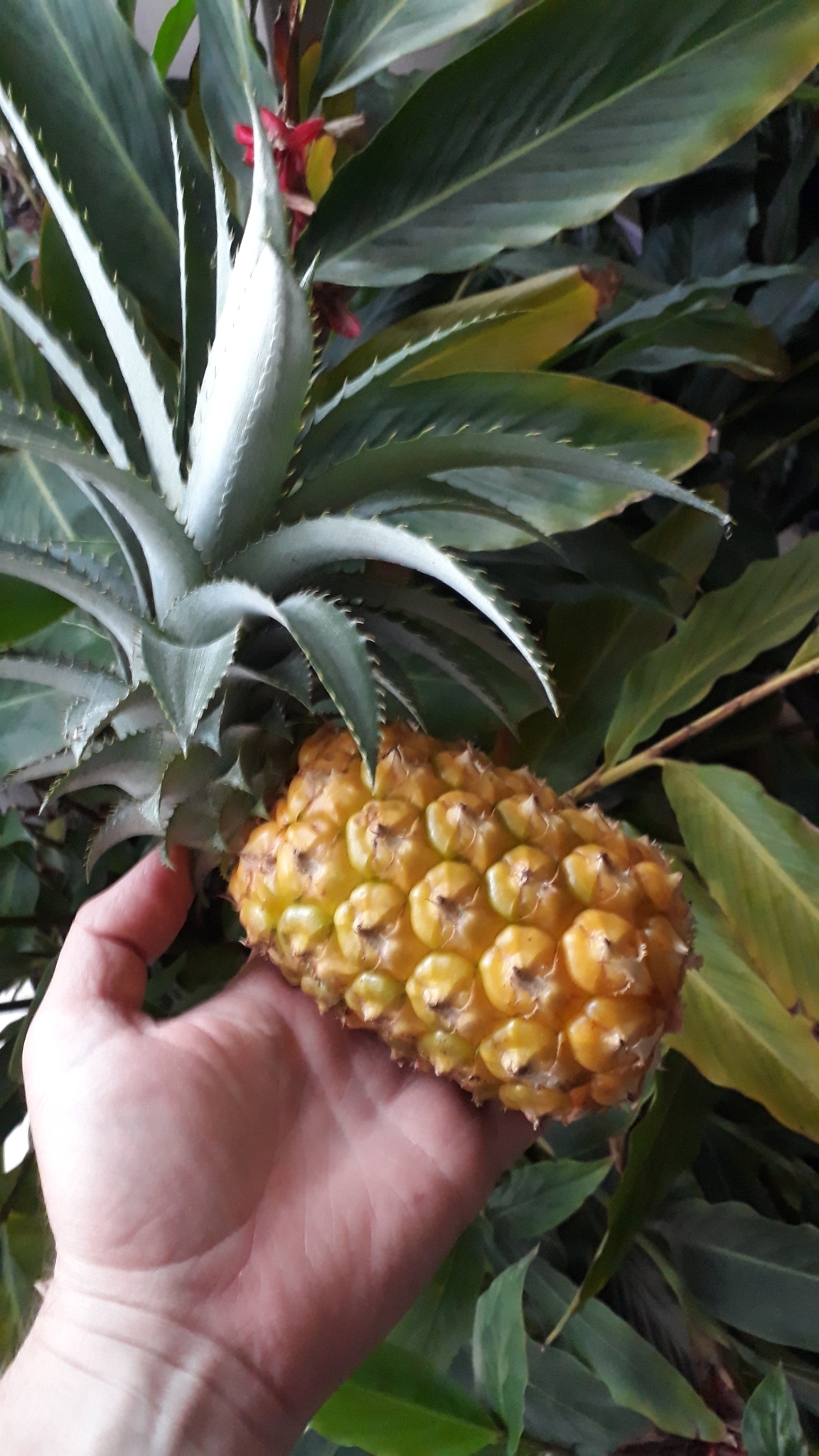 Ananas comosus
