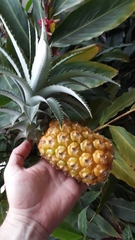 Ananas comosus microstachys
