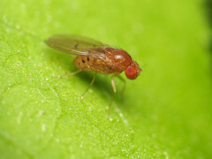 Drosophila falleni
