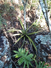 Ananas comosus microstachys