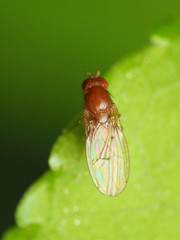 Drosophila falleni
