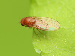 Drosophila falleni