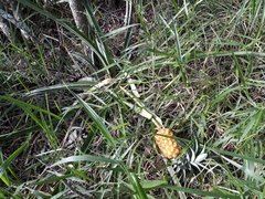 Ananas comosus microstachys